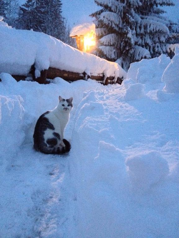 La Lince Lodge Camporosso  Bagian luar foto