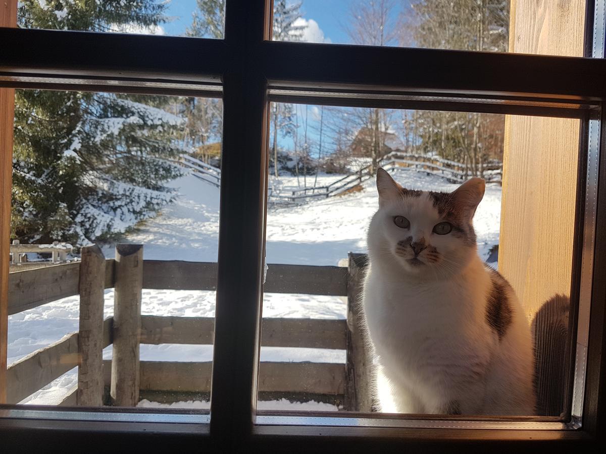La Lince Lodge Camporosso  Bagian luar foto